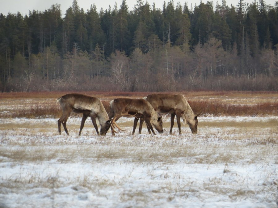 WWF призвал установить особый режим лесопользования в местах обитания северного оленя